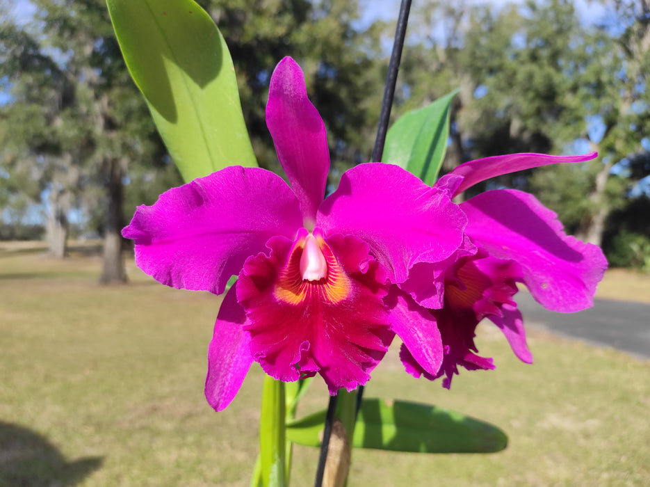 Rhyncholaeliocattleya Carmelita de Arosemena