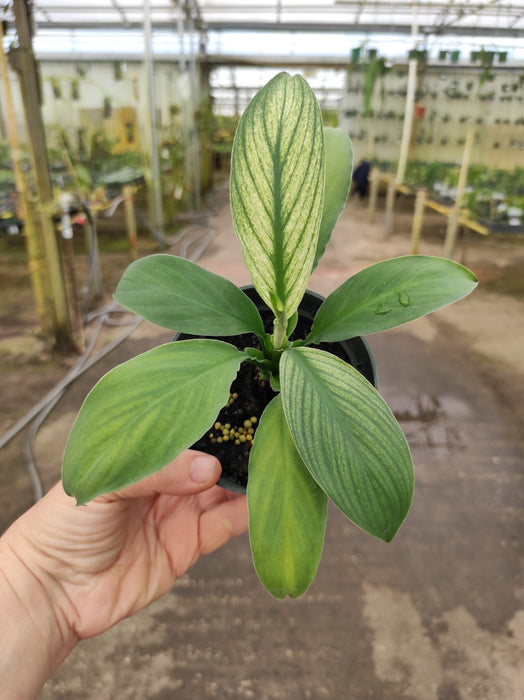 Spathiphyllum Gaint Green