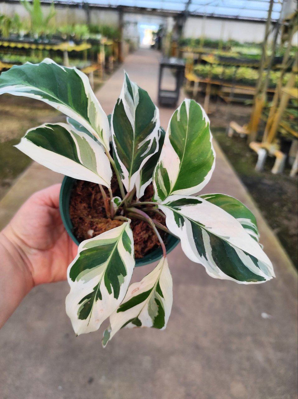 Calathea