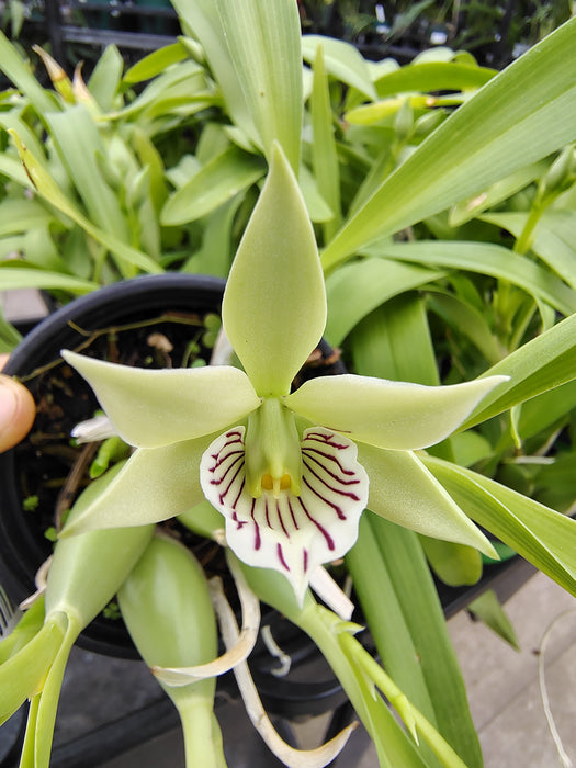 Encyclia radiata