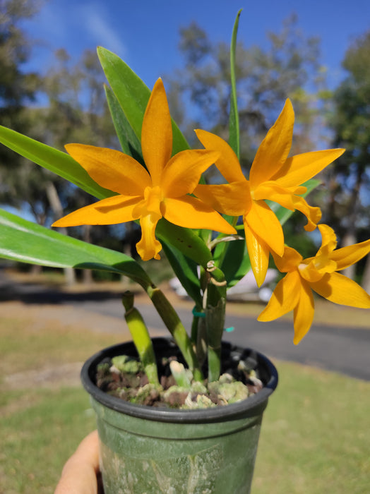 Cattlianthe Burning Star
