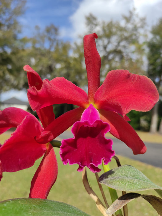 Rhyncattleanthe Andean Blood