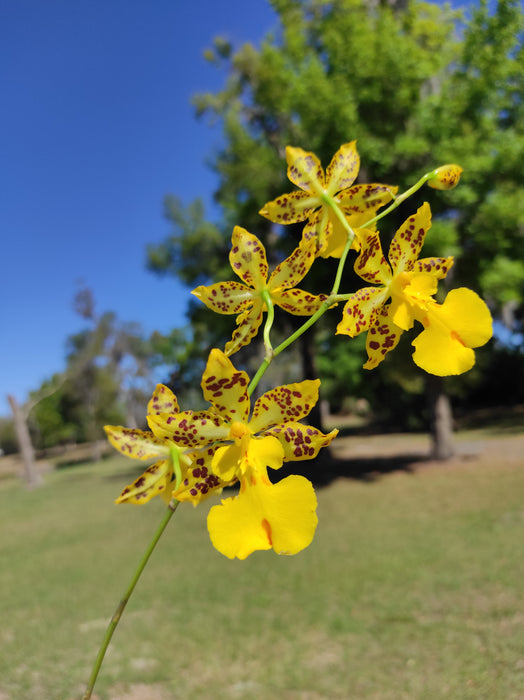Oncidium Tiger Hambühren