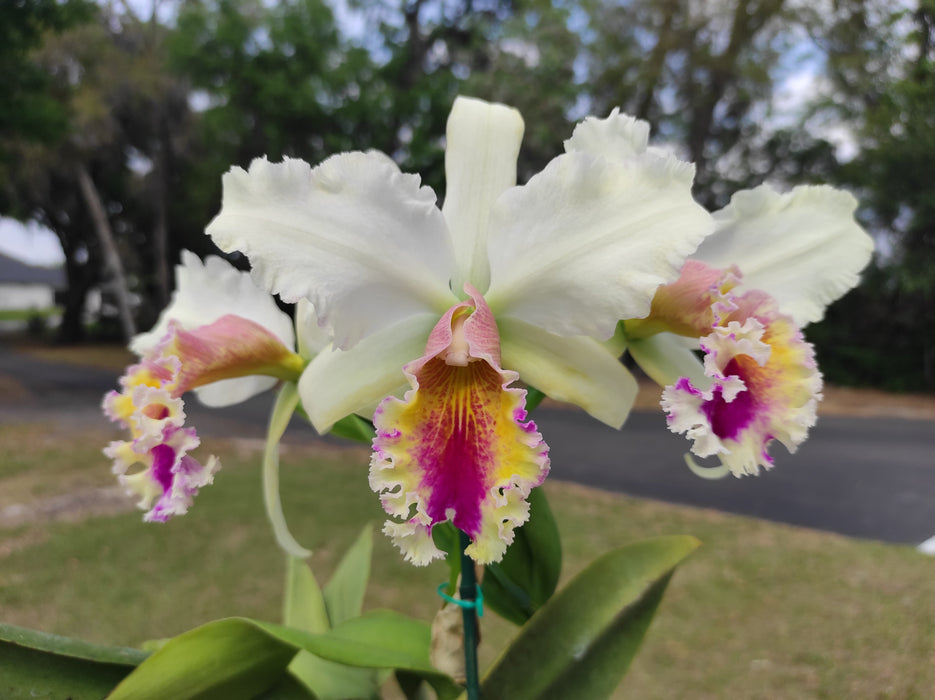 Rhyncholaeliocattleya Pietro Tosi