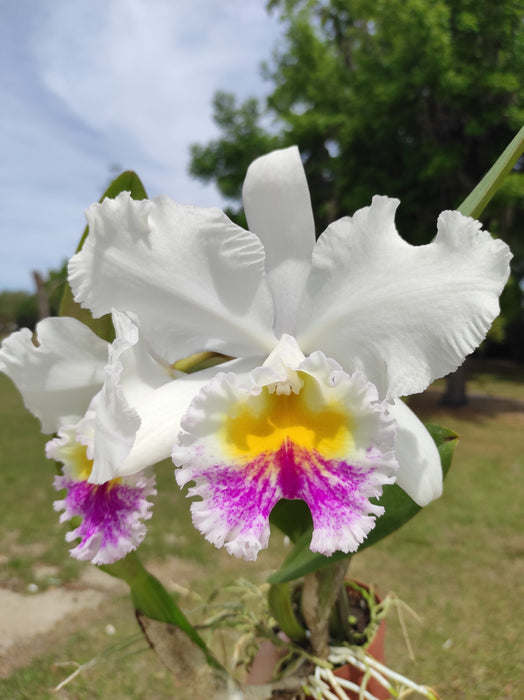 Rhyncholaeliocattleya Pink Sky