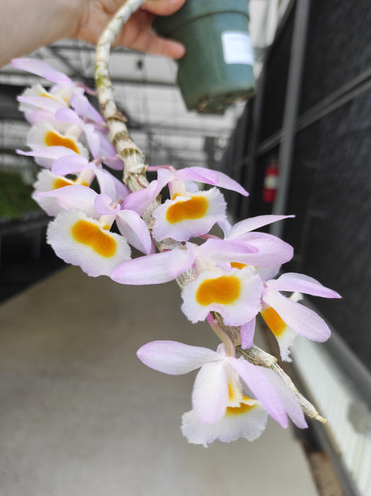 Dendrobium primulinum