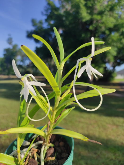 Jumellea comorensis