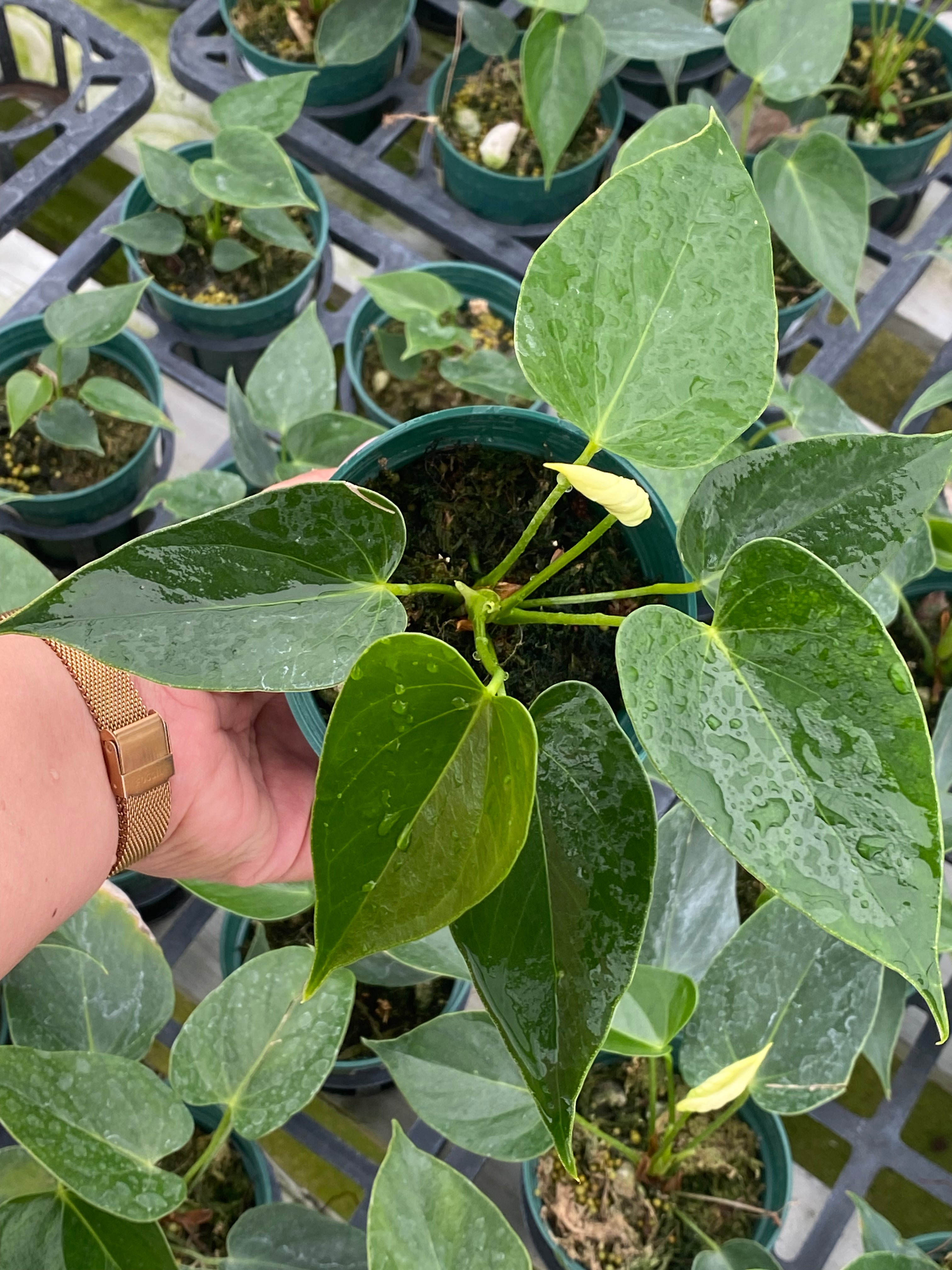 Anthurium Vanilla — Ecuagenera USA Corp