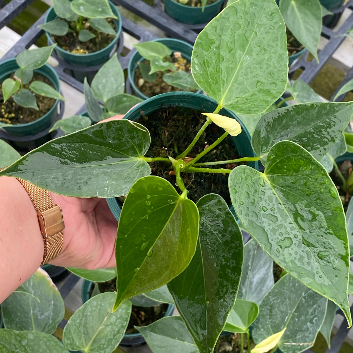 vanilla yellow anthurium Anthurium Vanilla — Ecuagenera USA Corp