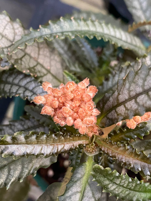 dark mystery house plant Pilea involucrata 'dark mystery' — Ecuagenera USA Corp