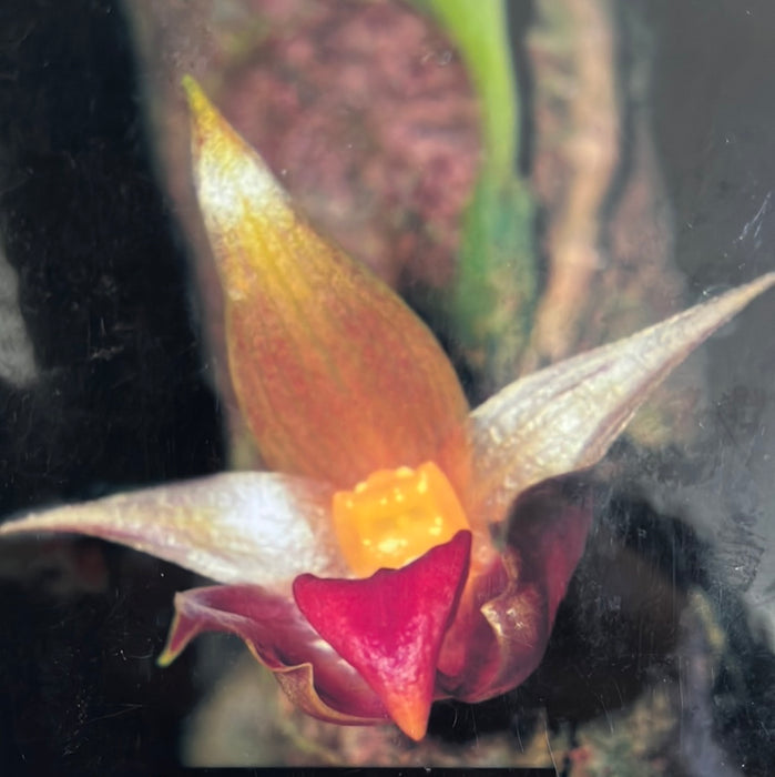 Bulbophyllum translucidum