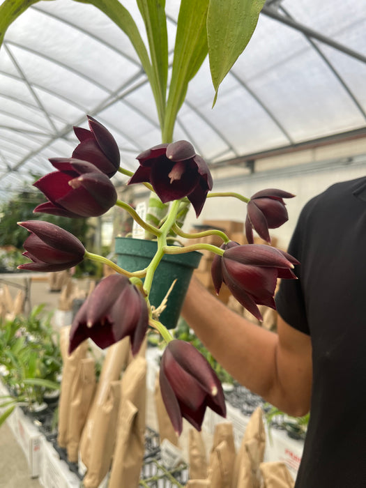 Monnierara Jumbo Delight