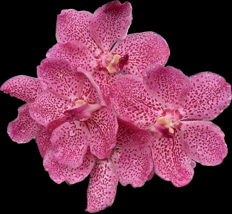 Vanda Jairak Redden 'Pink'