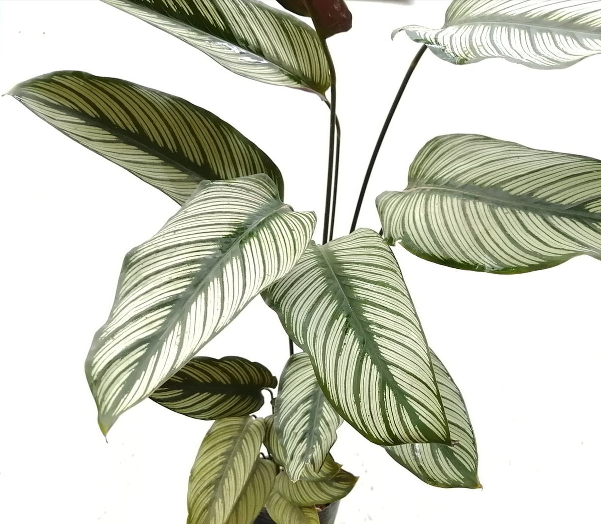 Calathea Majestica 'White Star' 19cm