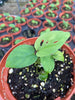 Monstera Esqueleto (seedling)