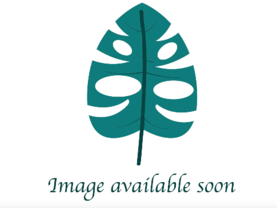 Philodendron asplundii x Philodendron spiritus-sancti (seedling)