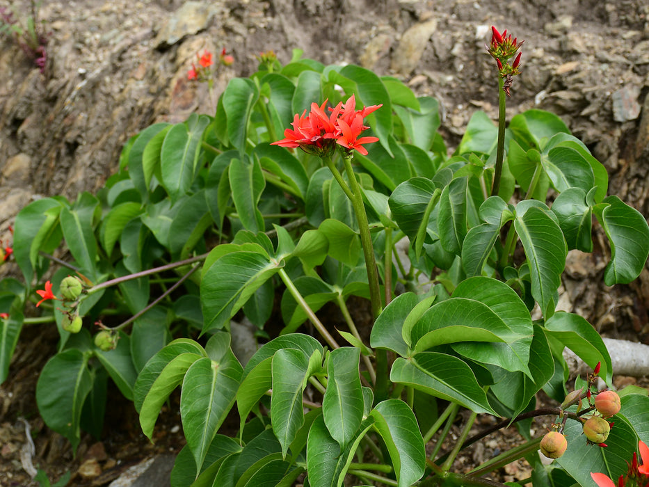 Jatropha nudicaulis