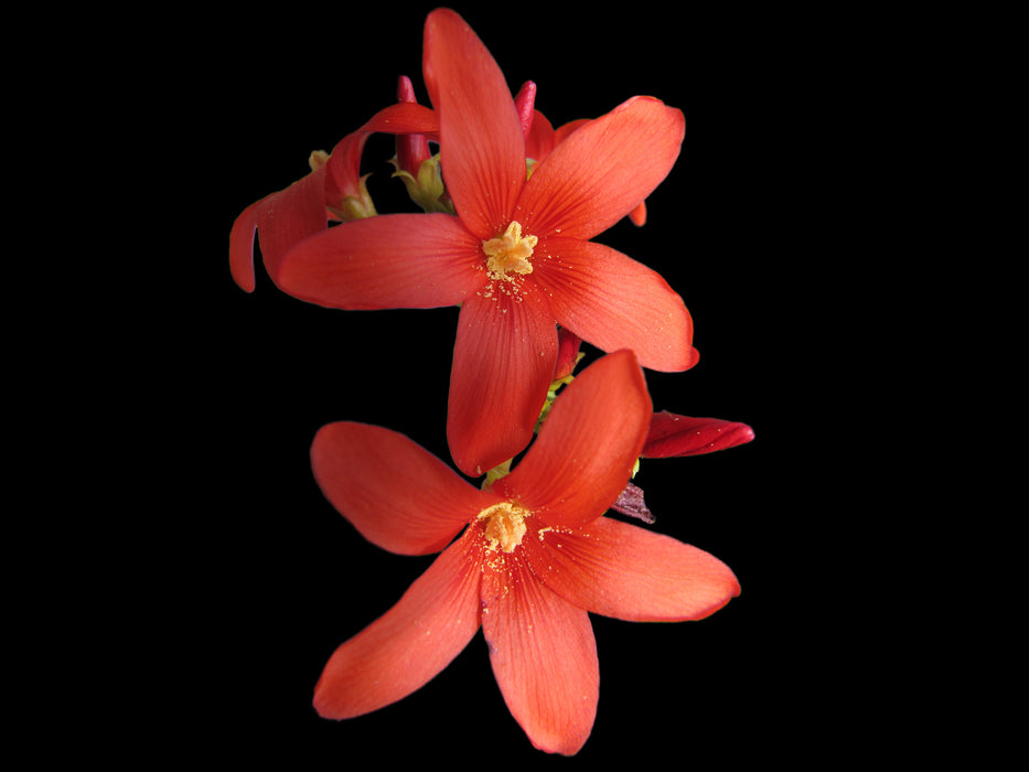 Jatropha nudicaulis