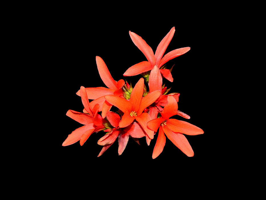 Jatropha nudicaulis