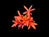 Jatropha nudicaulis