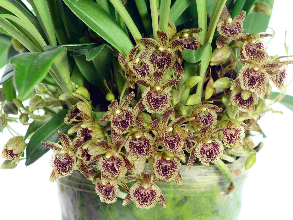 Kefersteinia pellita