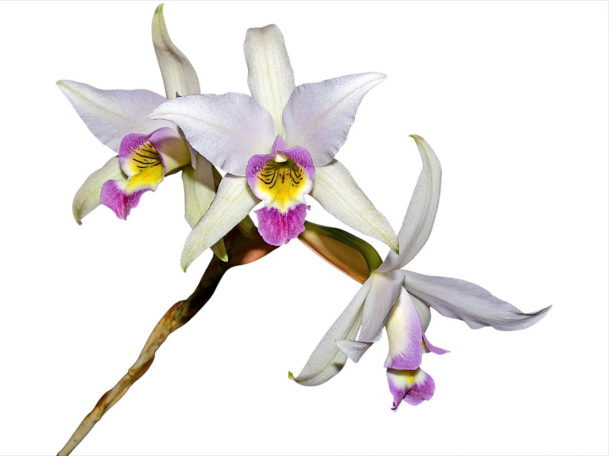 Laelia anceps f. coerulea - Rare Blue Form Orchid Species