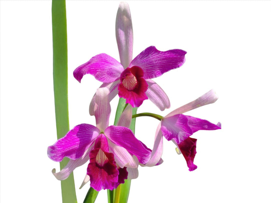 Laelia purpurata var. gilbert x var. atropurpurea 'Ecuagenera'