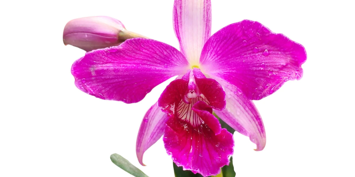 BRAZILIAN ORCHIDS 蘭の王国 Laelia purpurata BRAZILIAN ORCHIDS 蘭の王国 Laelia purpurata Laelia purpurata