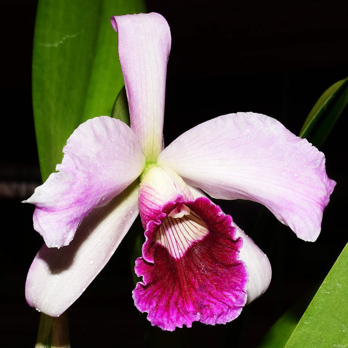 Laelia purpurata (Uba Tuba x Rubra Canaver #14 Budny) x Sanguinea 105