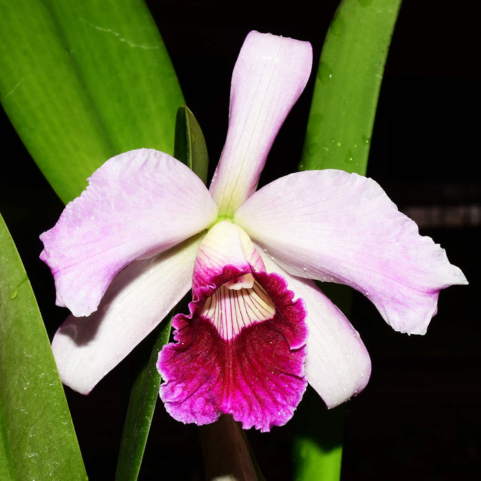 Laelia purpurata (Uba Tuba x Rubra Canaver #14 Budny) x Sanguinea 105