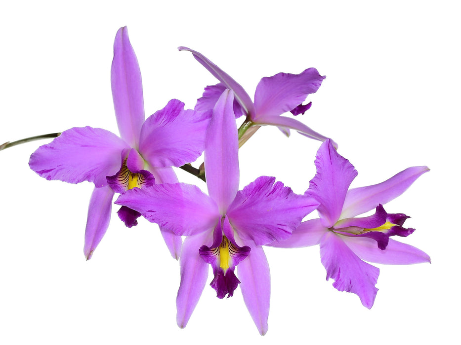 Laelia Finckeniana