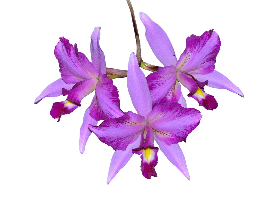 Laelia Finckeniana