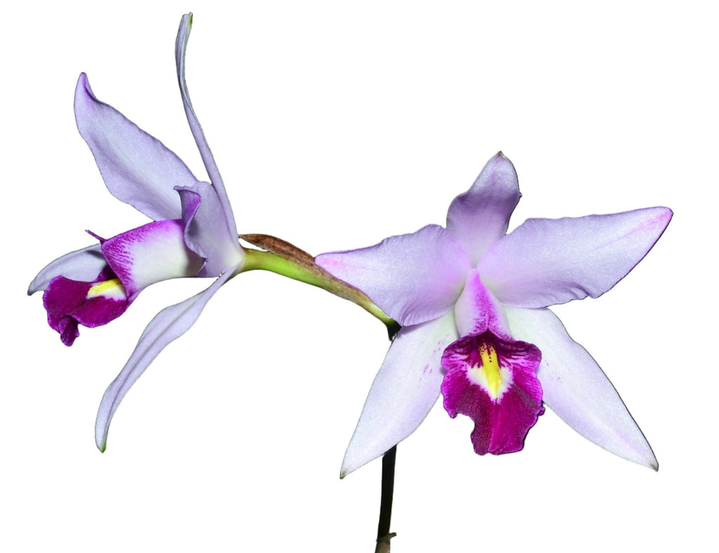 Laelia anceps — Ecuagenera USA Corp