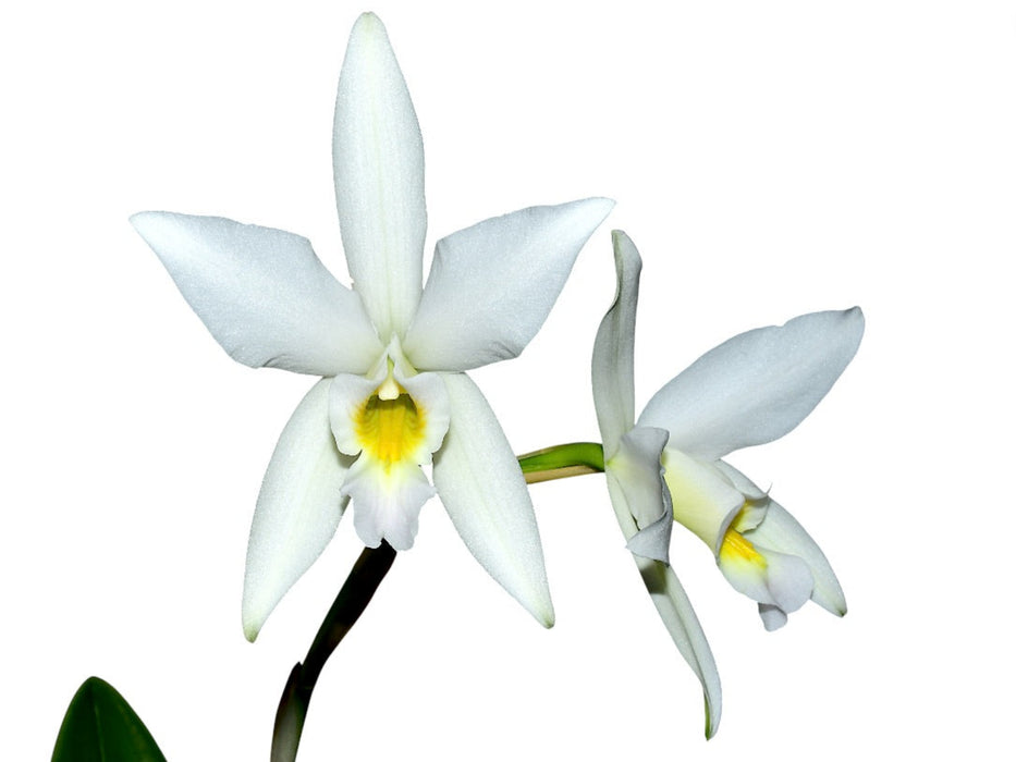 Laelia anceps f. alba