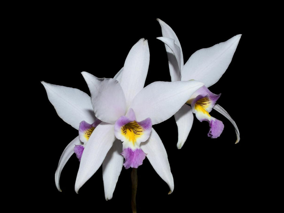 Laelia anceps f. coerulea