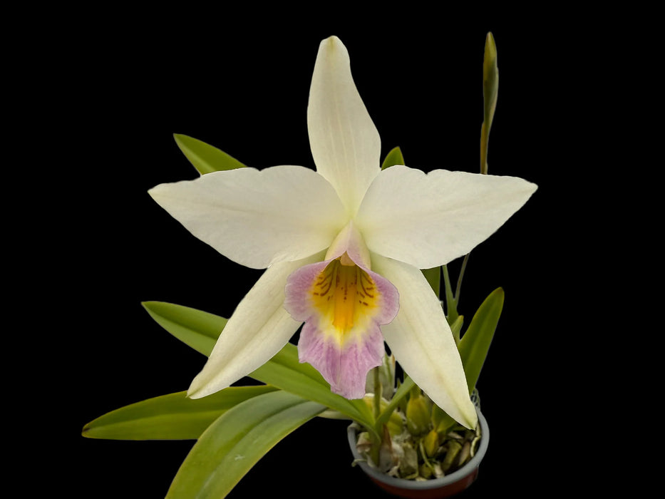 Laelia anceps f. semialba 'Ileana'