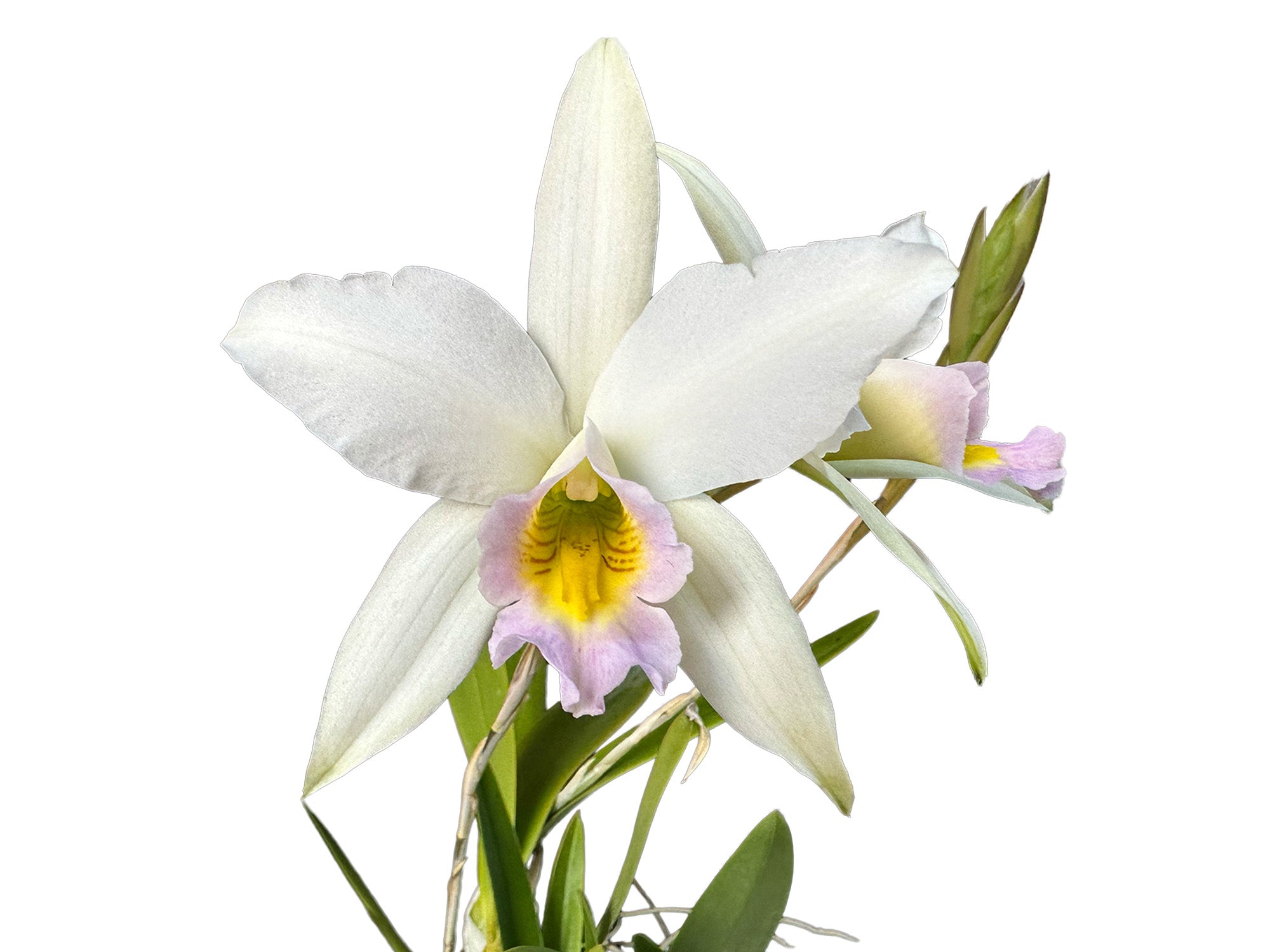 Laelia anceps f. semialba 'Ileana' - Rare White Purple Orchid