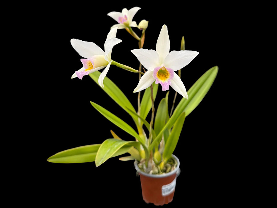 Laelia anceps f. semialba 'Ileana'