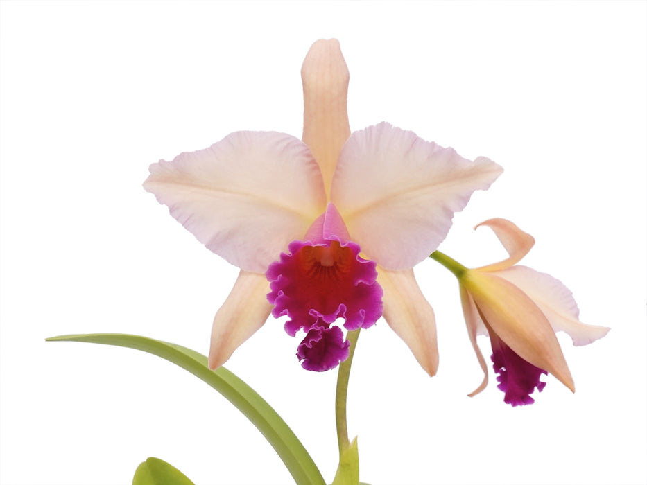 Rhyncholaeliocattleya Niña Bonita