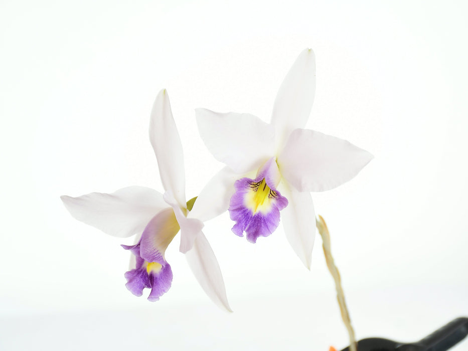 Laelia anceps var veitchiana