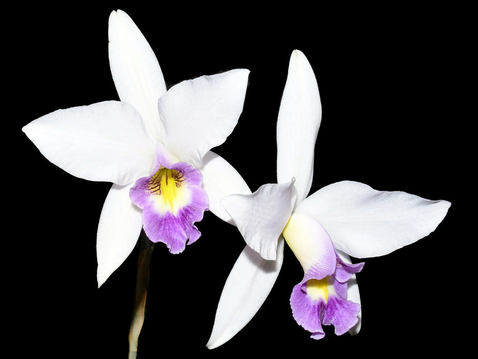 Laelia anceps var veitchiana