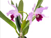 Cattleya purpurata Ecuagenera x vinicolor Inti