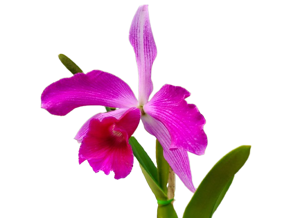 BRAZILIAN ORCHIDS 蘭の王国 Laelia purpurata Cattleya (Laelia) purpurata
