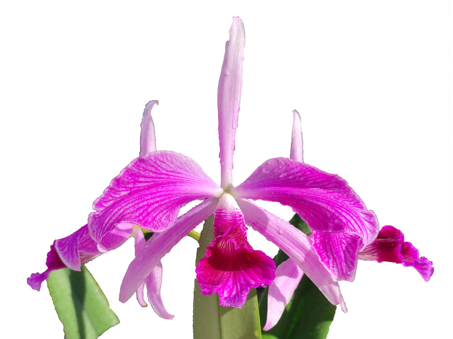 Laelia purpurata Flamea