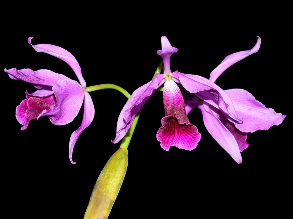 Laelia purpurata Flamea