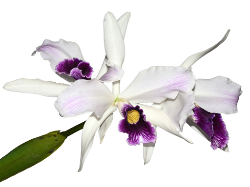 Laelia — Ecuagenera USA Corp