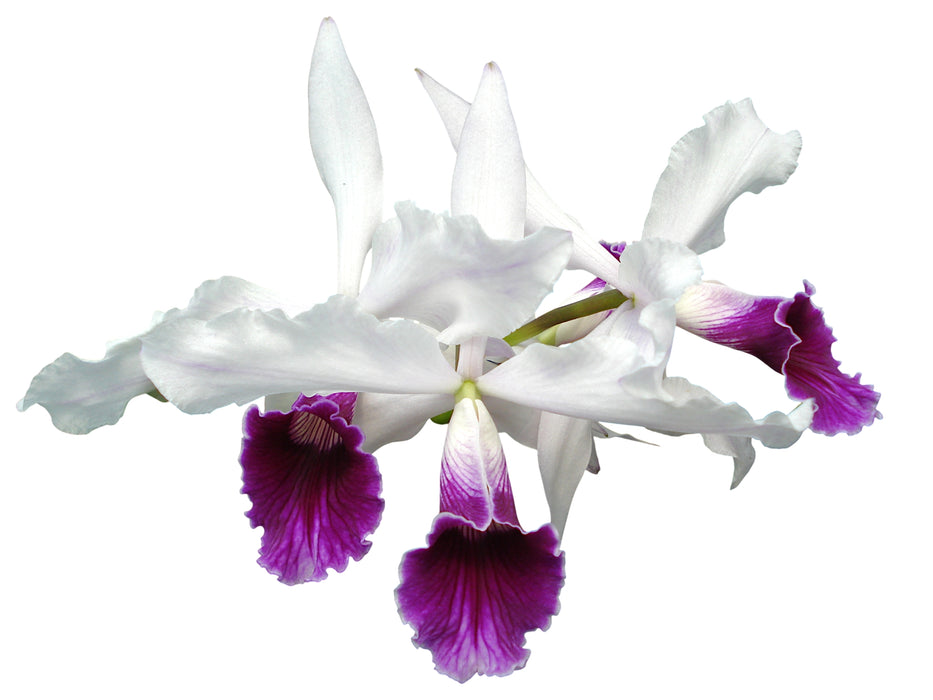 Laelia purpurata f. semialba var gilbert rubra