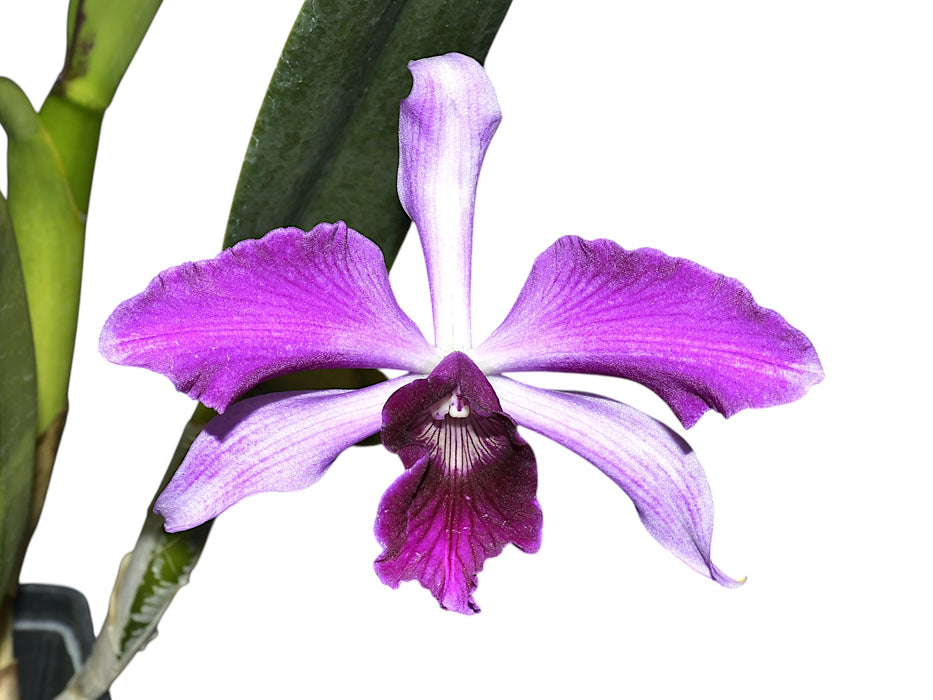 Laelia purpurata Rubra x Sanguinea 'Ecuagenera'