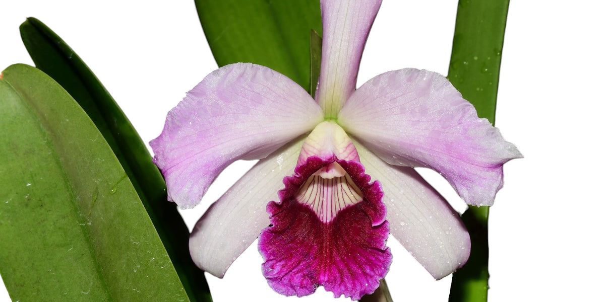 BRAZILIAN ORCHIDS 蘭の王国 Laelia purpurata The Orchid Column: The Brazilian Beauty, Laelia purpurata