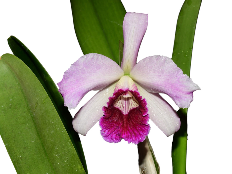 Laelia purpurata [(uba tuba x Rubra Canaver #14 Budny) x Sanguinea 105]